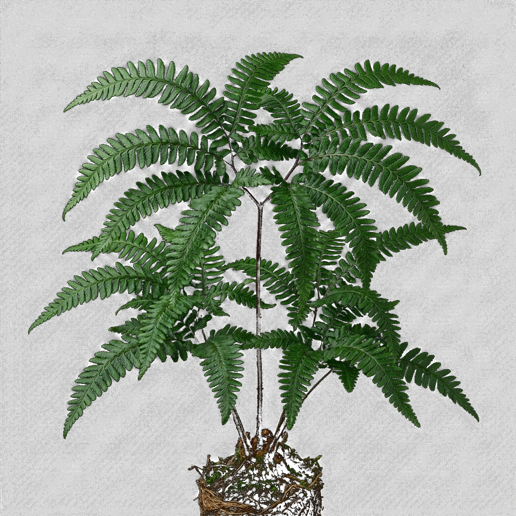 plant